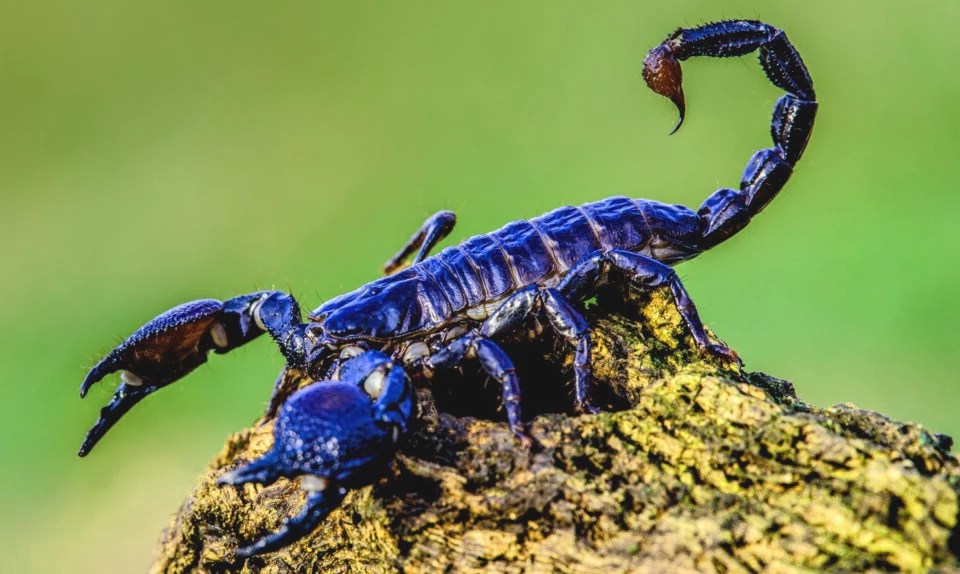 biblically meaning of scorpion in dreams 